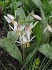 biały Kwiat Eritronium (Psiząb) zdjęcie