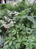 Juillet Rodgersia Featherleaf, Rodgers Fleurs