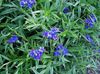 spring Field Gromwell, Corn Gromwell