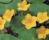 żółty Kwiat Nimfeynik (Bolotnotsvetnik) zdjęcie