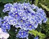 light blue Flower Florist's Cineraria photo