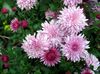 розовый Цветок Хризантема корейская фото