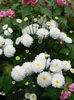 білий Квітка Хризантема Корейська фото