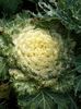 yellow  Flowering Cabbage, Ornamental Kale, Collard, Curly kale photo