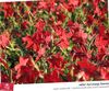 czerwony Kwiat Dekoracyjne Tytoniu zdjęcie
