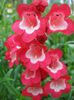 червоний Квітка Пенстемон Гібридний фото