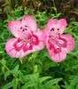 розовый Цветок Пенстемон гибридный фото