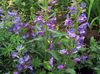 фіолетовий Квітка Пенстемон Гібридний фото