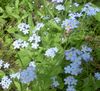 блакитний Квітка Незабудка фото