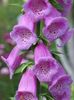 იასამნისფერი ყვავილების Foxglove ფოტო