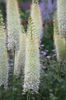 júlí Foxtail Lily, Eyðimörk Kerti