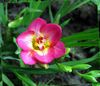 pink Blomst Fresia foto