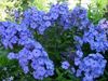 hellblau Garten Phlox