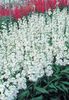 biely Kvetina Záhradnícky Inventár fotografie