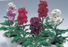burgundia Virág Kertészeti Készletek fénykép