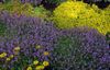 花园百里香，英国百里香，共同百里香