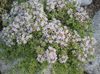 hvit Blomst Hage Timian, Engelsk Timian, Vanlig Timian bilde