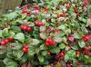 wit Bloem Gaultheria, Checkerberry foto