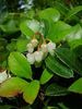 Gaultheria, Checkerberry