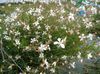 beyaz çiçek Gaura fotoğraf