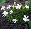 λευκό λουλούδι Γεντιανή, Γεντιανή Ιτιάς φωτογραφία