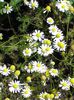 German Chamomile, Scented Mayweed