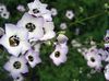 white Flower Gilia, Bird's Eyes photo