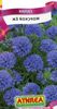 იასამნისფერი ყვავილების Gilia, ჩიტის თვალები ფოტო