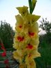 gelb Blume Gladiole foto