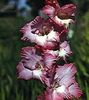 burgundia Floare Gladiole fotografie