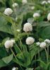 hvit Blomst Globus Amaranth bilde