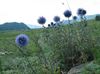 ღია ლურჯი ყვავილების მსოფლიოში Thistle ფოტო
