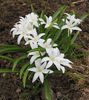 белый Цветок Хионодокса (Снеговик) фото