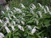 hvit Gooseneck Loosestrife