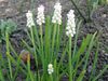 hvit Blomst Drue Hyacinth bilde