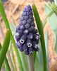 svart Drue Hyacinth