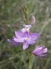 flieder Gras Rosa Orchidee