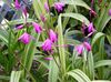 pink Flower Ground Orchid, The Striped Bletilla photo