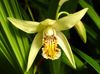 jaune Sol Orchidée, Bletilla Rayures