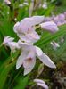 wit Bloem Gemalen Orchidee, De Gestreepte Bletilla foto