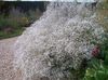 hvit Gypsophila