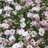ružová Kvetina Gypsophila fotografie