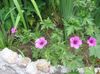 pinkki Kukka Hardy Geranium, Villi Geranium kuva