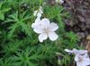 valkoinen Hardy Geranium, Villi Geranium