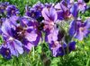 紫 花 耐寒天竺葵，野生天竺葵 照片