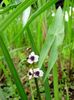 vit Blomma Hawaii Pilspets, Japansk Pilspets foto