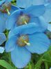 light blue Flower Himalayan blue poppy photo