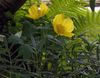 Himalayan blue poppy 