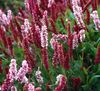 შინდისფერი Himalayan Knotweed, Himalayan საწმისის Flower