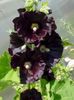 svart Blomma Stockros foto